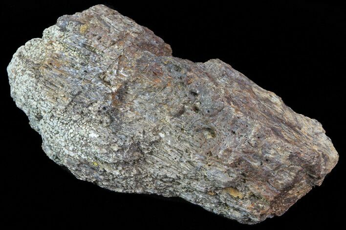 Achelousaurus Bone Fragment - Montana #71308